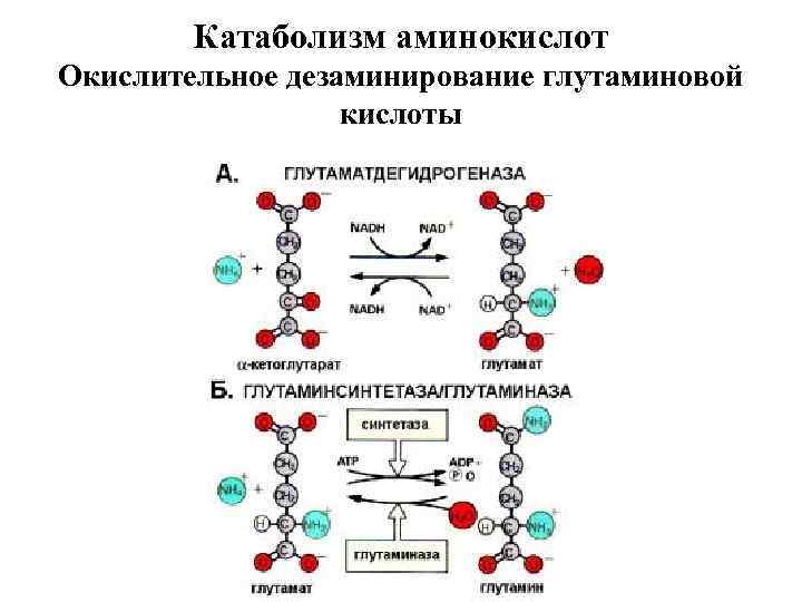 Катаболизм аминокислот Окислительное дезаминирование глутаминовой кислоты 