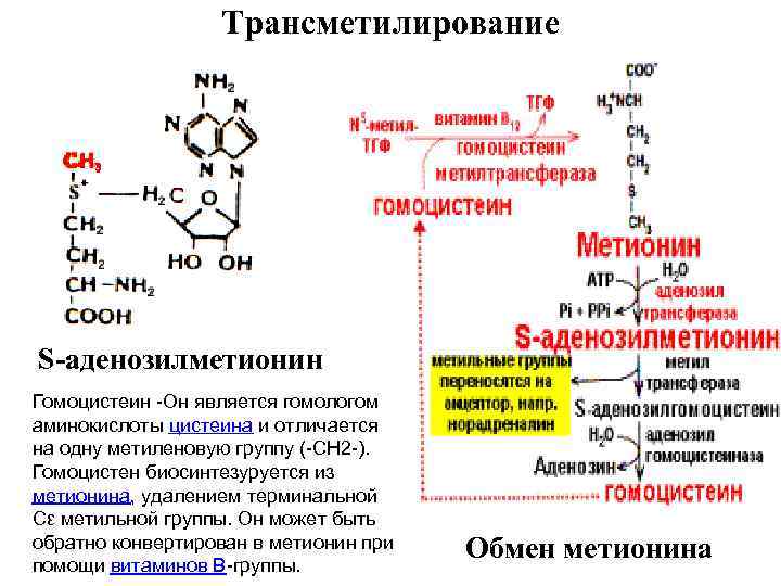 Трансметилирование S-аденозилметионин Гомоцистеин -Он является гомологом аминокислоты цистеина и отличается на одну метиленовую группу