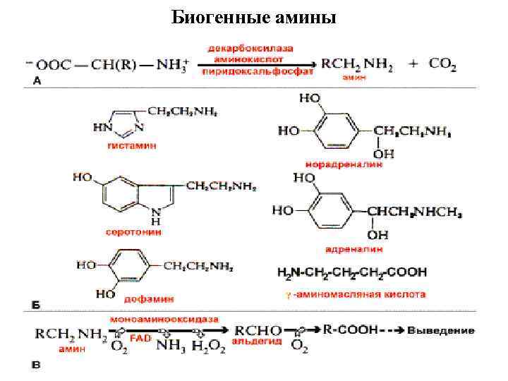 Биогенные амины это. Биогенные Амины из триптофана. Образование биогенных Аминов гистамина. Биогенные Амины образование биологическая роль. Образование биогенных Аминов серотонина.