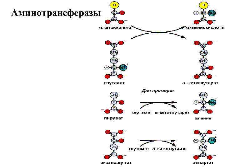 Аминотрансферазы 