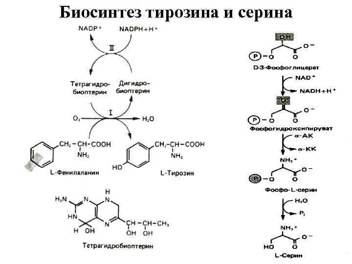 Биосинтез тирозина и серина 