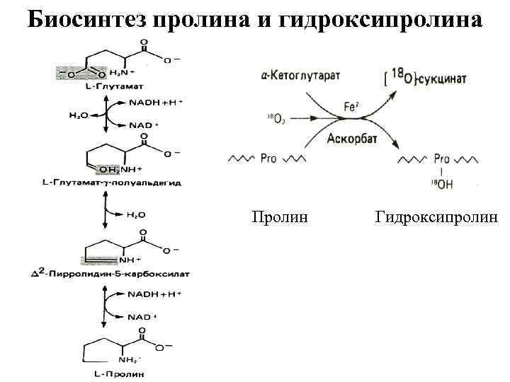 Биосинтез пролина и гидроксипролина Пролин Гидроксипролин 