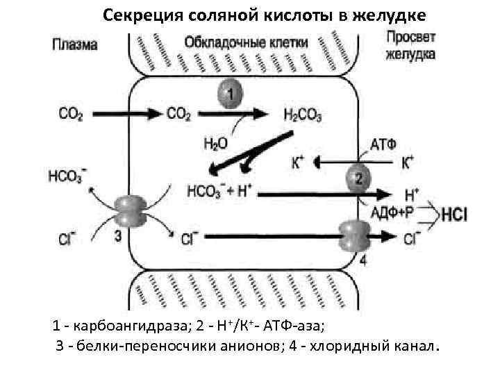 Секреция соляной кислоты в желудке 1 - карбоангидраза; 2 - Н+/К+- АТФ-аза; 3 -