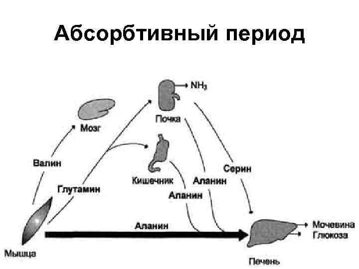 Абсорбтивный период 