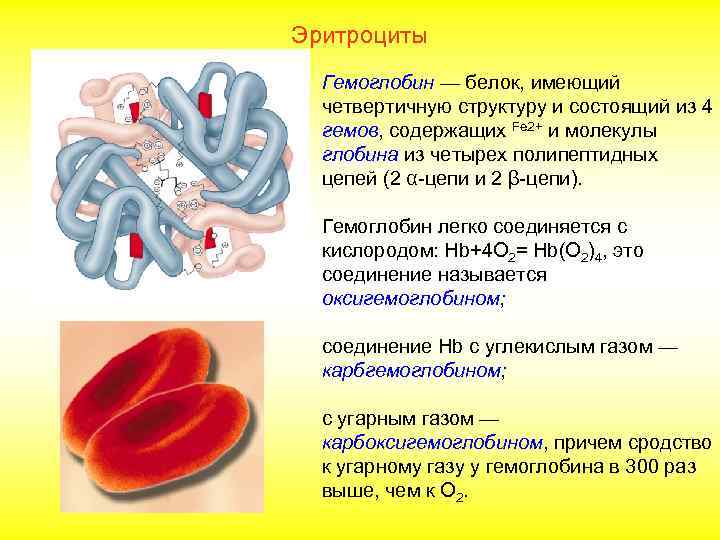 Эритроциты Гемоглобин — белок, имеющий четвертичную структуру и состоящий из 4 гемов, содержащих Fe