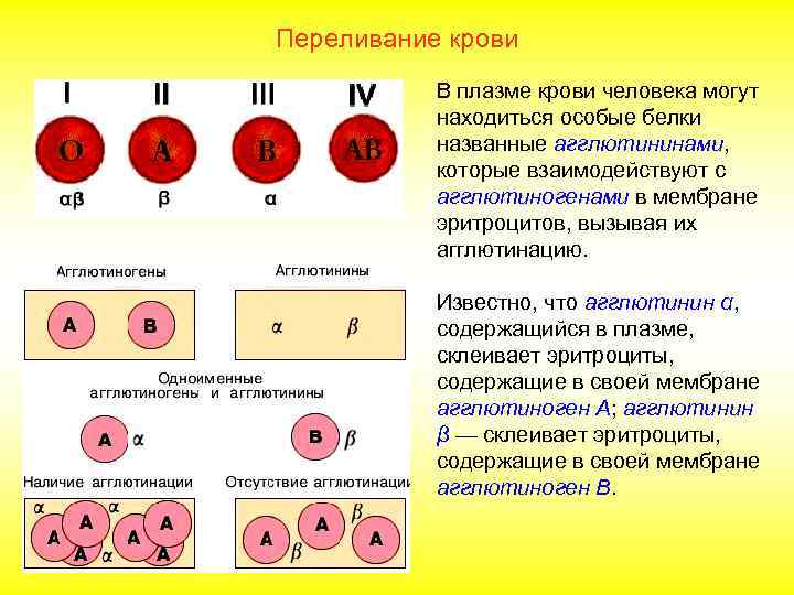 Переливание крови В плазме крови человека могут находиться особые белки названные агглютининами, которые взаимодействуют
