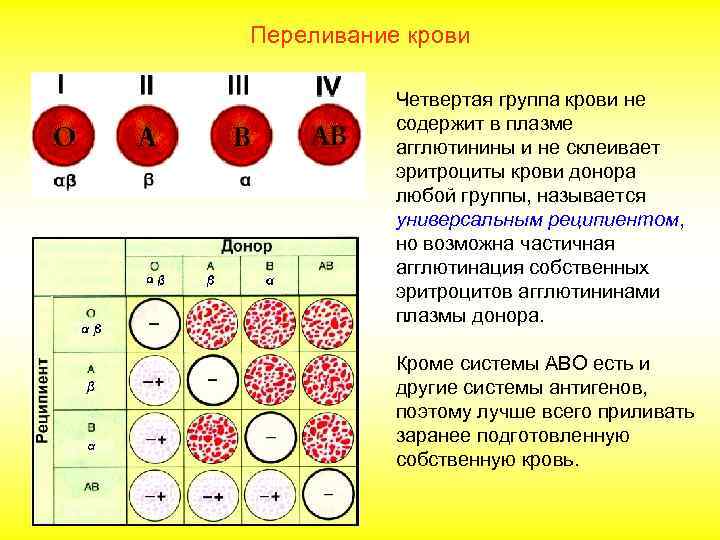Переливание крови Четвертая группа крови не содержит в плазме агглютинины и не склеивает эритроциты