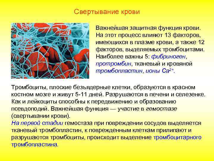Свертывание крови Важнейшая защитная функция крови. На этот процесс влияют 13 факторов, имеющихся в