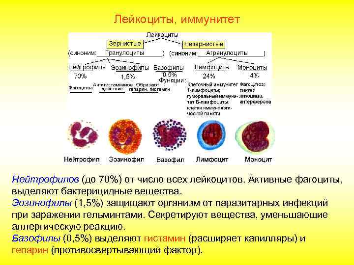 Лейкоциты, иммунитет Нейтрофилов (до 70%) от число всех лейкоцитов. Активные фагоциты, выделяют бактерицидные вещества.