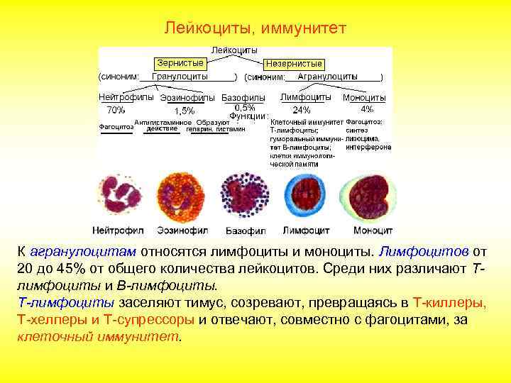 Лейкоциты, иммунитет К агранулоцитам относятся лимфоциты и моноциты. Лимфоцитов от 20 до 45% от
