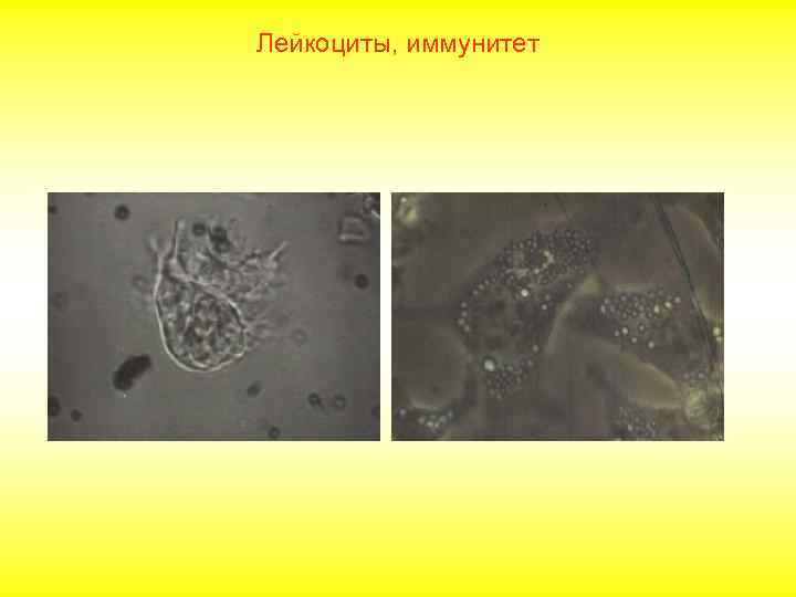 Лейкоциты, иммунитет 