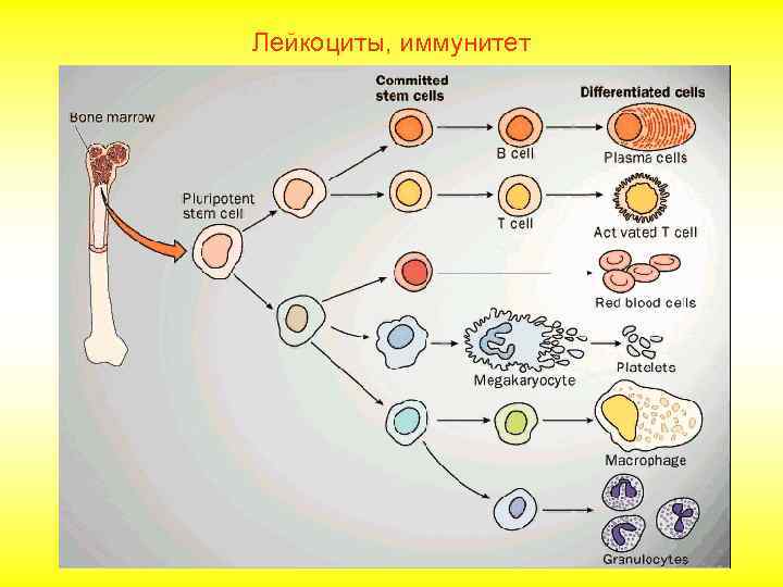 Лейкоциты, иммунитет 