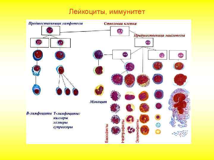 Лейкоциты, иммунитет 