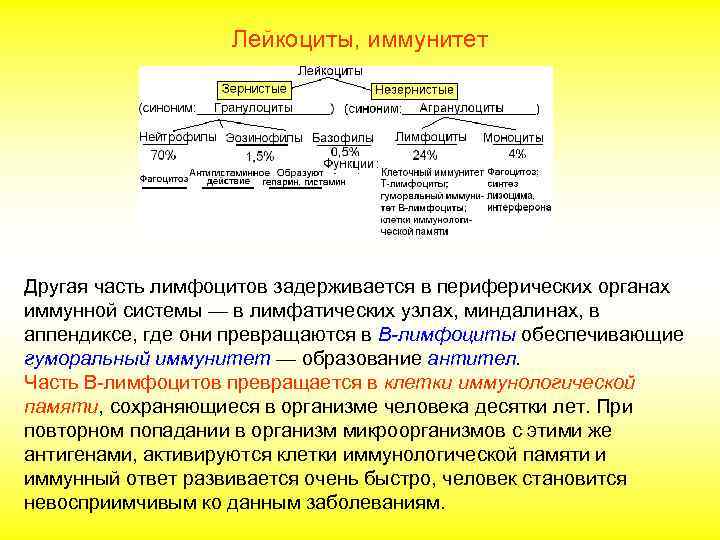 Лейкоциты, иммунитет Другая часть лимфоцитов задерживается в периферических органах иммунной системы — в лимфатических