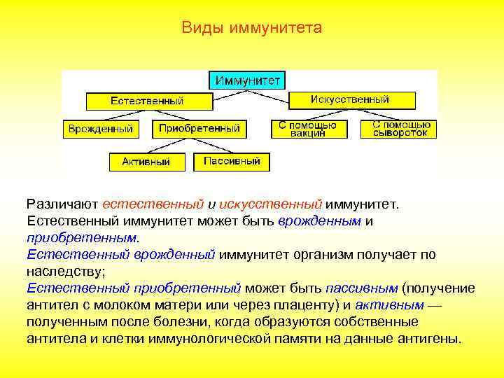 Виды иммунитета Различают естественный и искусственный иммунитет. Естественный иммунитет может быть врожденным и приобретенным.