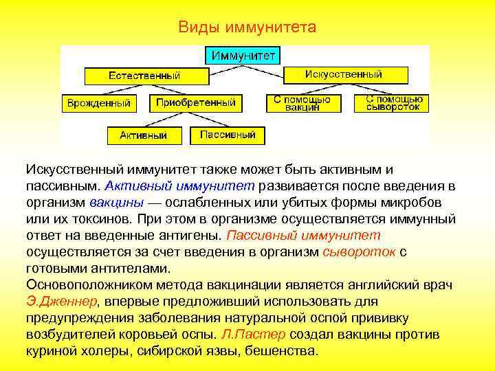 Виды иммунитета Искусственный иммунитет также может быть активным и пассивным. Активный иммунитет развивается после