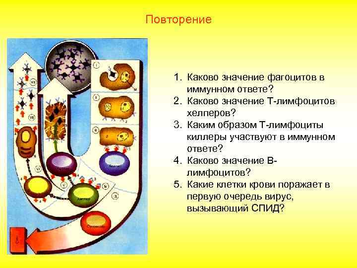 Повторение 1. Каково значение фагоцитов в иммунном ответе? 2. Каково значение Т-лимфоцитов хелперов? 3.