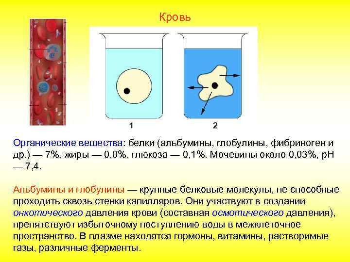 Альбумины и глобулины крови. Альбумины глобулины фибриноген. Белки альбумины глобулины фибриноген ферменты функции. Фибриноген это альбумин. Задачи на кровь.