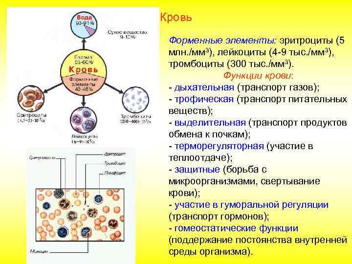 Кровь Форменные элементы: эритроциты (5 млн. /мм 3), лейкоциты (4 -9 тыс. /мм 3),