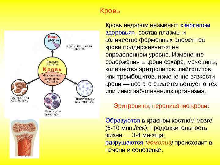 Кровь недаром называют «зеркалом здоровья» , состав плазмы и количество форменных элементов крови поддерживается