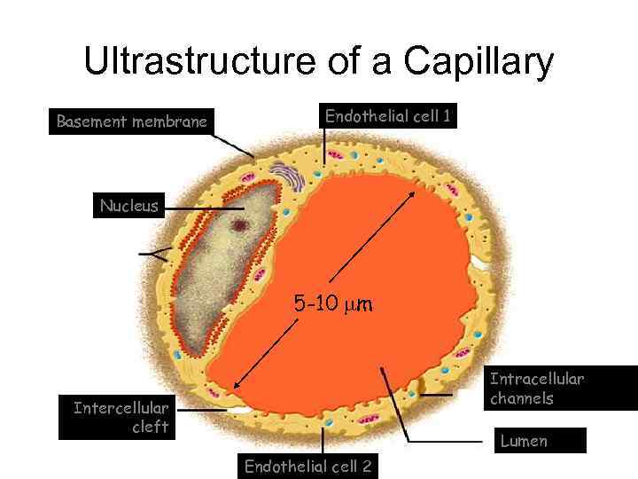 Ultrastructure of a Capillary Basement membrane Endothelial cell 1 Nucleus 5 -10 m Intracellular