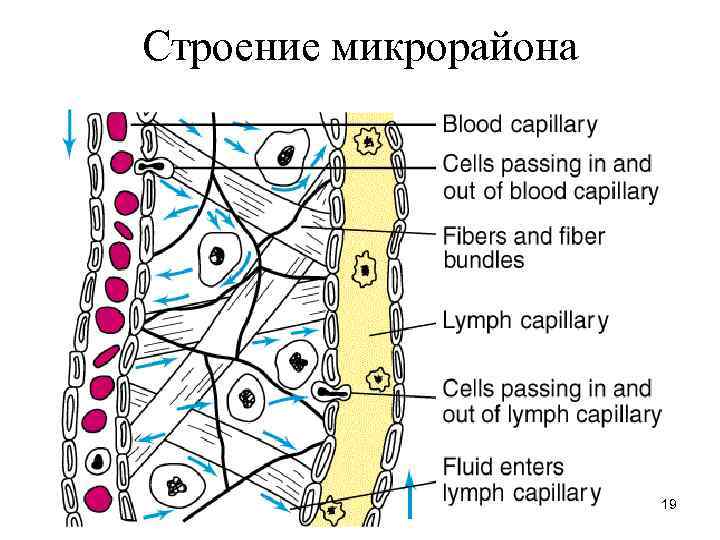 Строение микрорайона 19 