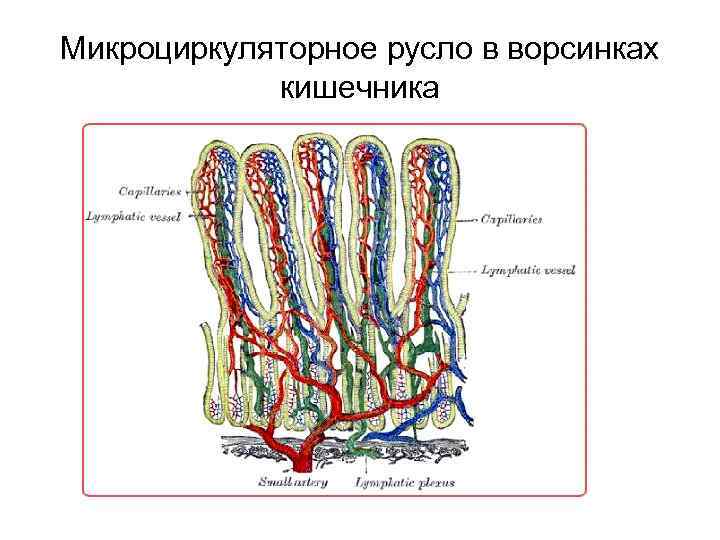 Микроциркуляторное русло в ворсинках кишечника 