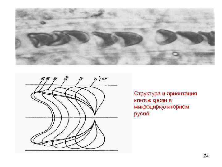 Структура и ориентация клеток крови в микроциркуляторном русле 24 