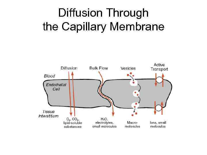 Diffusion Through the Capillary Membrane 