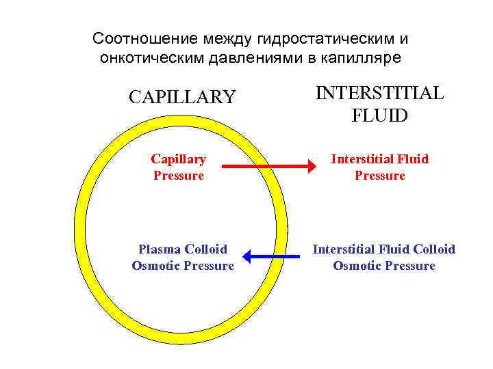 Соотношение между гидростатическим и онкотическим давлениями в капилляре CAPILLARY INTERSTITIAL FLUID Capillary Pressure Interstitial