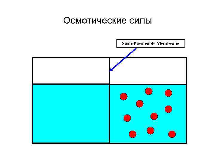 Осмотические силы Semi-Permeable Membrane 