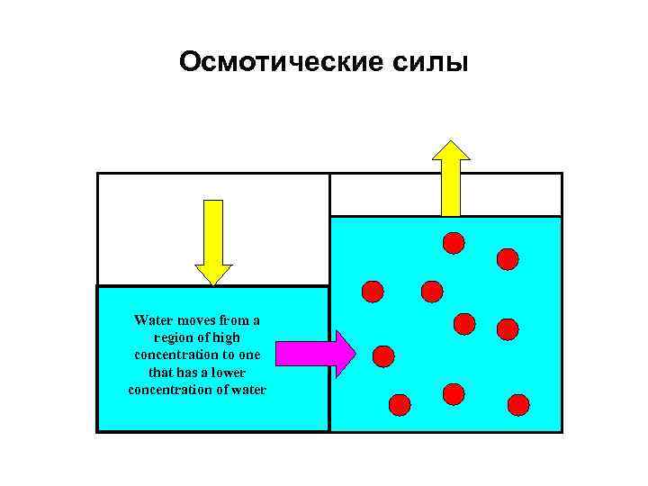 Осмотические силы Water moves from a region of high concentration to one that has