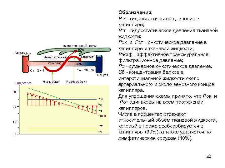 Давление в капиллярах. Гидростатическое давление крови это физиология. Гидростатическое давление в капиллярах. Гидростатическое давление и онкотическое давление. Онкотическое давление тканевой жидкости.