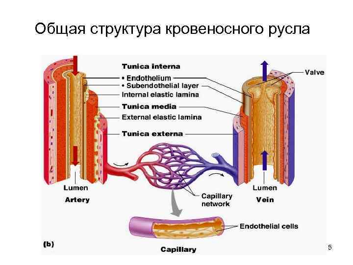 Сосудистое русло