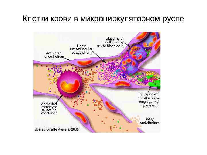 Клетки крови в микроциркуляторном русле 