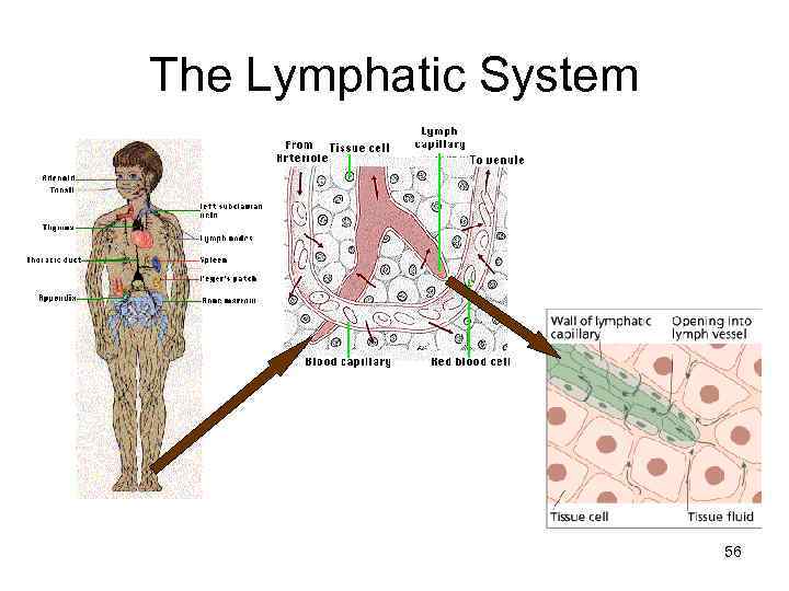 The Lymphatic System 56 