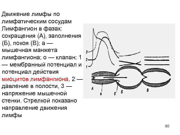 Движение лимфы по лимфатическим сосудам Лимфангион в фазах: сокращения (А), заполнения (Б), покоя (В);