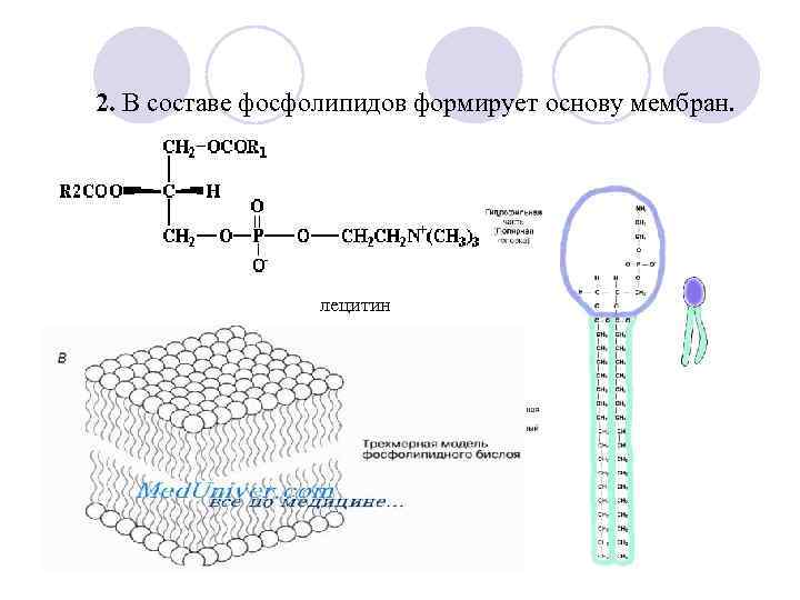2. В составе фосфолипидов формирует основу мембран. лецитин 