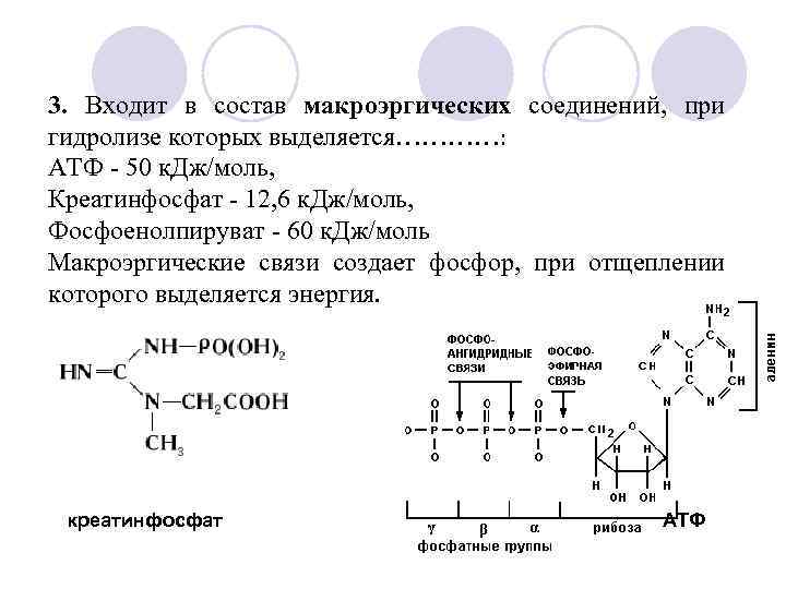 3. Входит в состав макроэргических соединений, при гидролизе которых выделяется…………: АТФ - 50 к.