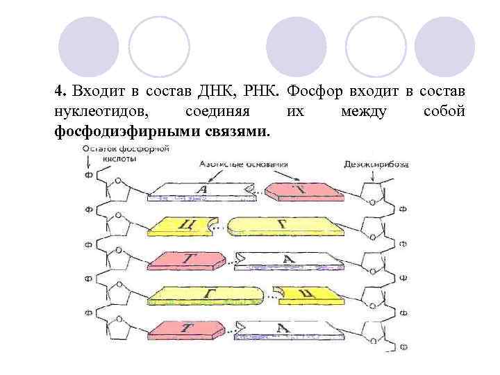 4. Входит в состав ДНК, РНК. Фосфор входит в состав нуклеотидов, соединяя их между