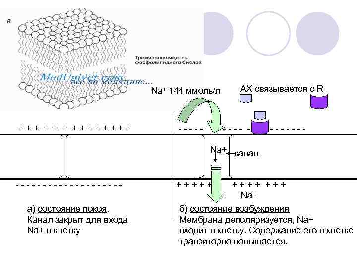 Na+ 144 ммоль/л + + + + - - - АХ связывается с R