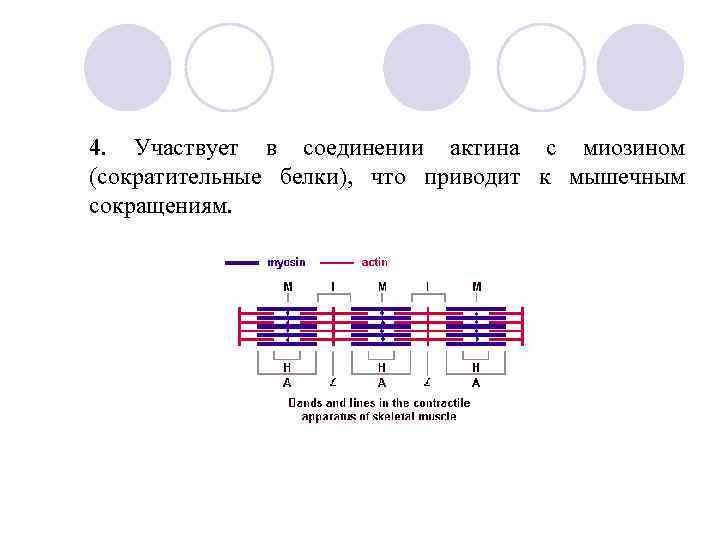 4. Участвует в соединении актина с миозином (сократительные белки), что приводит к мышечным сокращениям.