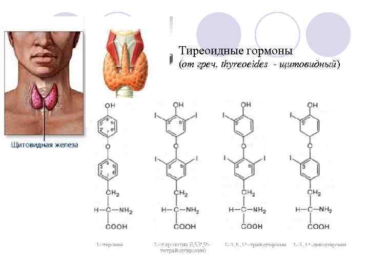 Тиреоидные гормоны (от греч. thyreoeides - щитовидный) 