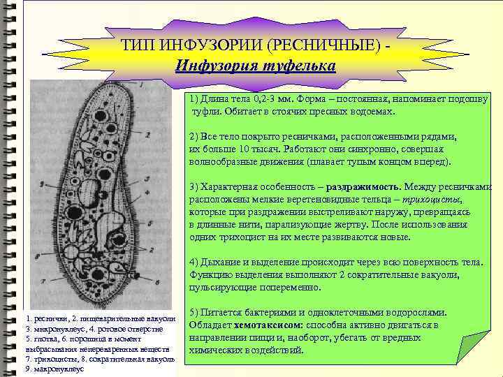 ТИП ИНФУЗОРИИ (РЕСНИЧНЫЕ) Инфузория туфелька 1. реснички, 2. пищеварительные вакуоли 3. микронуклеус, 4. ротовое