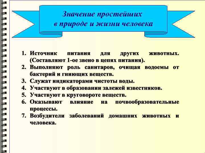 Многообразие простейших в природе и жизни человека