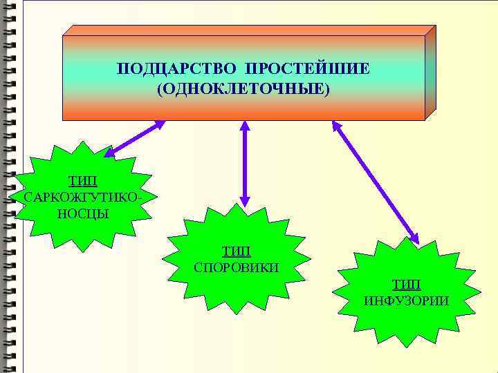 ПОДЦАРСТВО ПРОСТЕЙШИЕ (ОДНОКЛЕТОЧНЫЕ) ТИП САРКОЖГУТИКОНОСЦЫ ТИП СПОРОВИКИ ТИП ИНФУЗОРИИ 