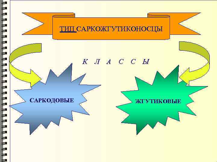 ТИП САРКОЖГУТИКОНОСЦЫ К Л А С С Ы САРКОДОВЫЕ ЖГУТИКОВЫЕ 