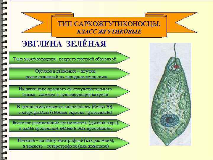 ТИП САРКОЖГУТИКОНОСЦЫ. КЛАСС ЖГУТИКОВЫЕ ЭВГЛЕНА ЗЕЛЁНАЯ Тело веретеновидное, покрыто плотной оболочкой Органоид движения –