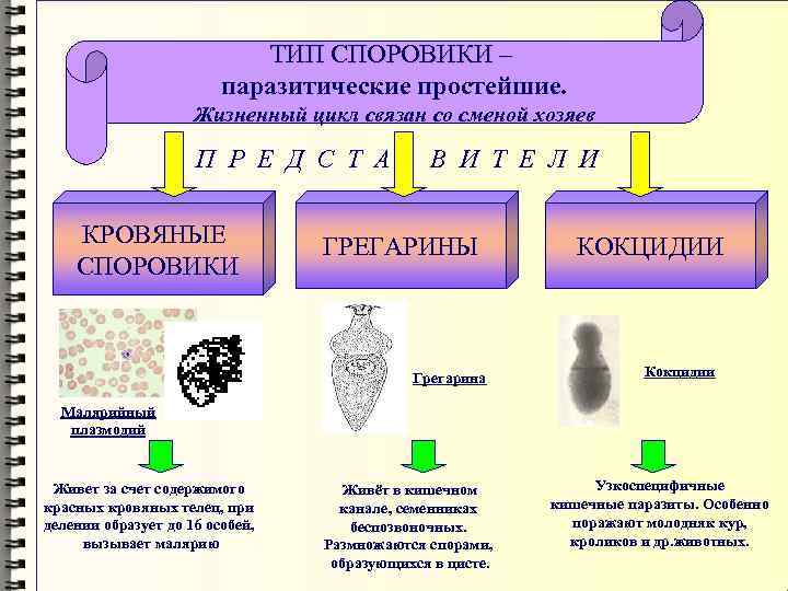 Кровяные споровики