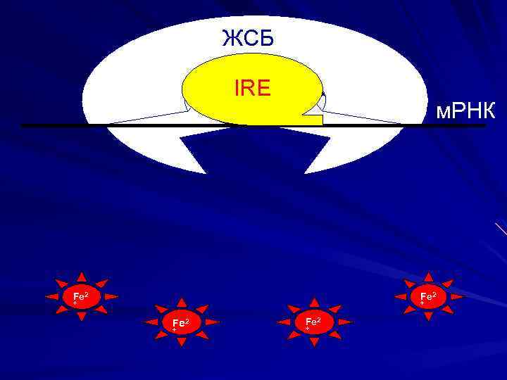 ЖСБ IRE м. РНК Fe 2 + + F e 2 + Fe 2